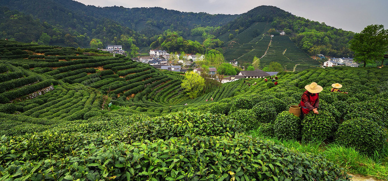 采茶茶园背景图摄影图片