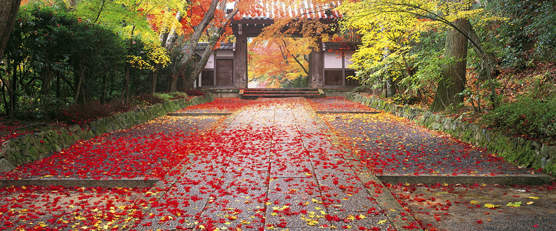 红色枫叶铺满庭院摄影图片