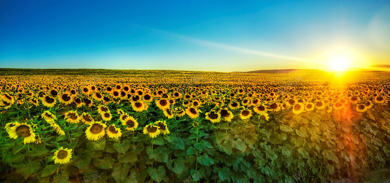 夕阳天空向日葵背景jpg_新图网 https://ixintu.com 向日葵 夕阳 天空 摄影 海报banner 自然风光 风景