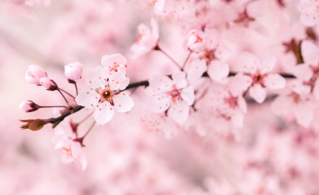 粉色樱花背景背景