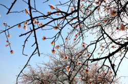 粉白的花蓝天下的杏花盛开高清图片