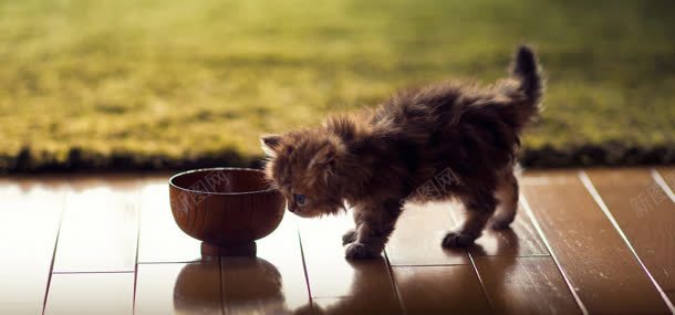 小猫碗摄影jpg设计背景_新图网 https://ixintu.com 动物 小猫 碗