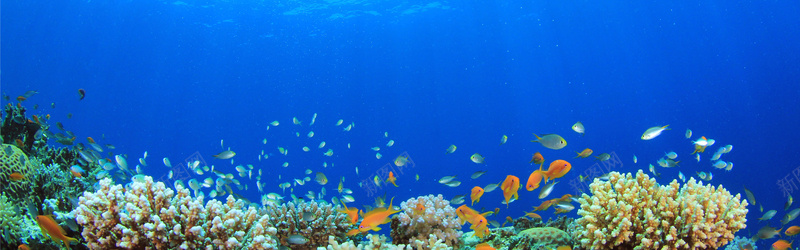 摄影海底世界背景jpg_新图网 https://ixintu.com 小鱼 摄影 海底 海底生物 海报banner 珊瑚 蓝色 风景