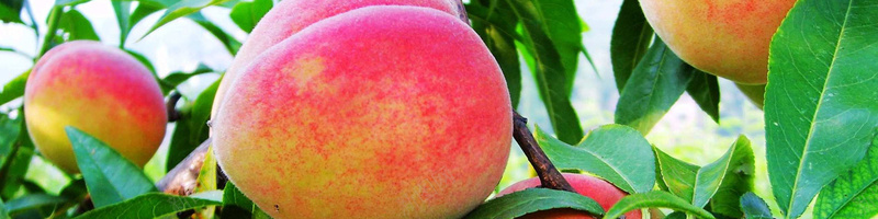 水果桃子水蜜桃背景摄影图片