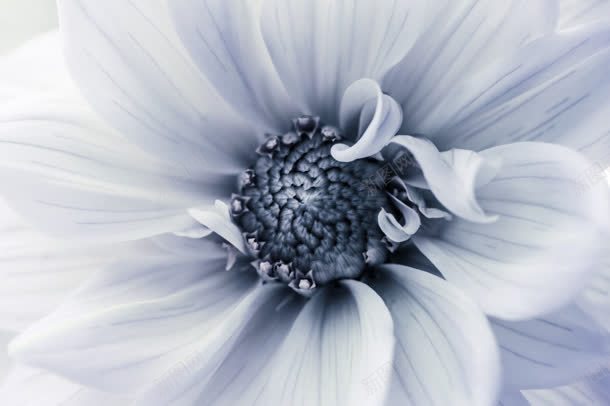 白色花朵艳丽绽放jpg设计背景_新图网 https://ixintu.com 白色 绽放 艳丽 花朵