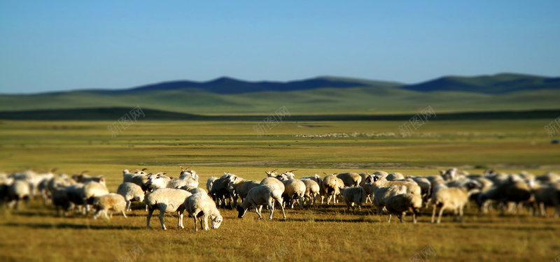 内蒙古草原上的羊jpg_新图网 https://ixintu.com 内蒙古 摄影 海报banner 羊群 草原 远处的山 风景