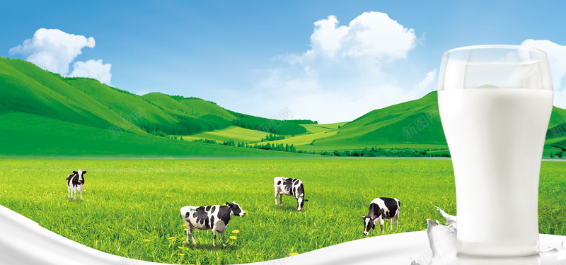 草地奶牛背景图jpg设计背景_新图网 https://ixintu.com 奶牛 植物 海报banner 牛奶 绿色 自然 草地