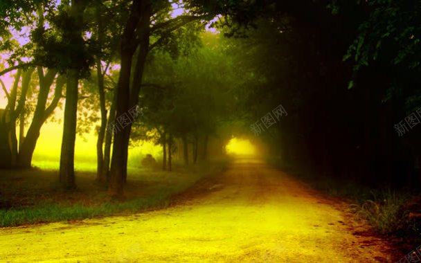 绿色森林下黄色小路背景
