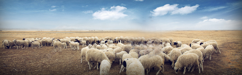 牧羊圈banner创意摄影图片
