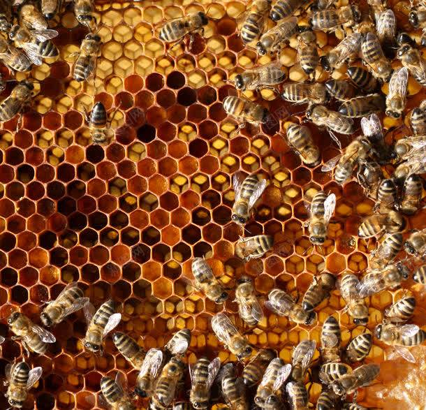 蜜蜂与蜂巢jpg设计背景_新图网 https://ixintu.com 图片素材 底纹背景 背景花边 蜂巢 蜂窝 蜂蜜 蜜糖 蜜蜂 蜜蜂与蜂巢 蜜蜂与蜂巢图片 蜜蜂与蜂巢图片素材下载 蜜蜂窝