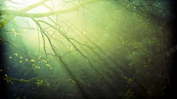 唯美光效光束森林jpg设计背景_新图网 https://ixintu.com 光束 森林