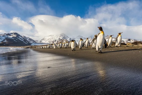 蓝天海面企鹅摄影摄影图片