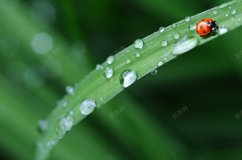 沾着水滴的叶子jpg设计背景_新图网 https://ixintu.com 七星瓢虫 叶子 植物 露水