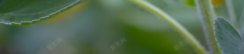 向日葵背景图jpg_新图网 https://ixintu.com 向日葵 摄影 背景 风景