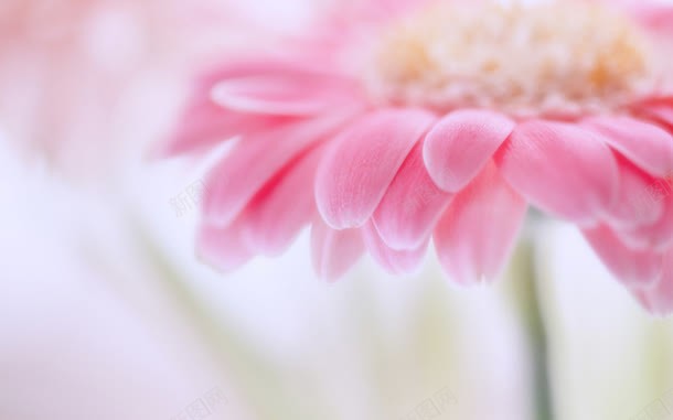 粉色艺术绽放花朵jpg设计背景_新图网 https://ixintu.com 粉色 绽放 艺术 花朵