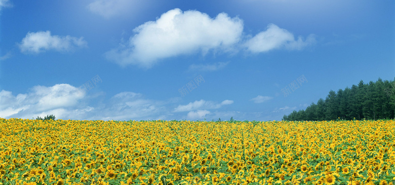 黄色向日葵花海背景摄影图片