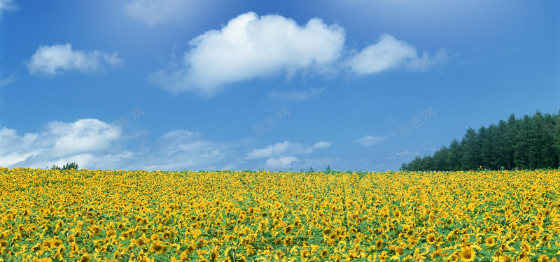 黄色向日葵花海背景jpg_新图网 https://ixintu.com 向日葵 女装 摄影 海报banner 淘宝 清新 背景 花海 风景 黄色