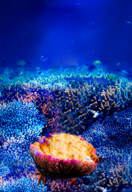 蓝色海洋珊瑚海底微生物商务广告背景背景