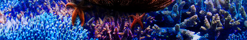 蓝色海洋珊瑚海底微生物商务广告背景psd设计背景_新图网 https://ixintu.com 商务 广告 微生物 海底 海洋 珊瑚 素材 背景 蓝色