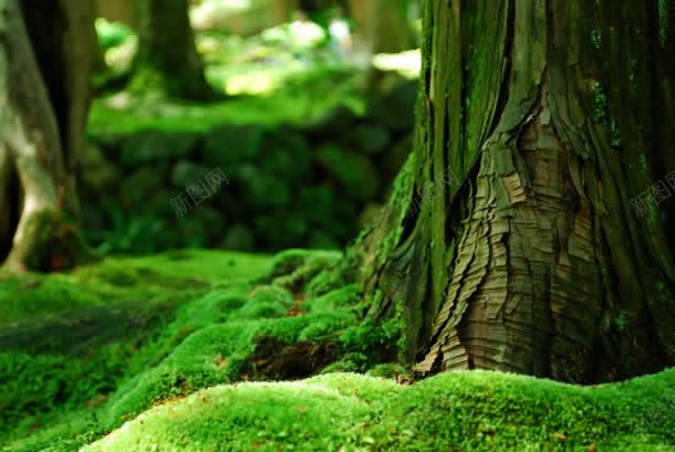 清新绿色植物大树jpg设计背景_新图网 https://ixintu.com 大树 清新 绿色植物