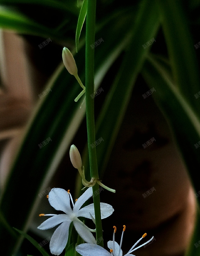 春天白色小吊兰jpg设计背景_新图网 https://ixintu.com 吊兰 春天 植物 白色 美丽的花 花卉