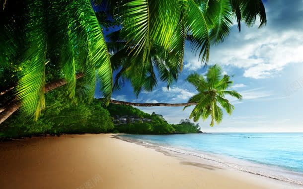 椰子树海滩大海宽屏jpg设计背景_新图网 https://ixintu.com 大海 椰子树 海滩