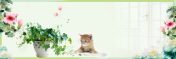 神奇的桌面宠物绿色小清新桌面宠物猫咪绿植banner高清图片