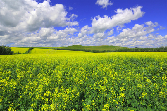 油菜花田野空旷蓝天白云背景