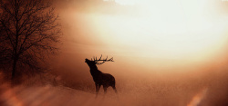 明阳光鸣叫仰头鸣叫的鹿高清图片