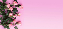粉摄影浪漫粉玫瑰背景高清图片