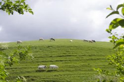 山羊高清图片草地山羊枝叶植物高清图片