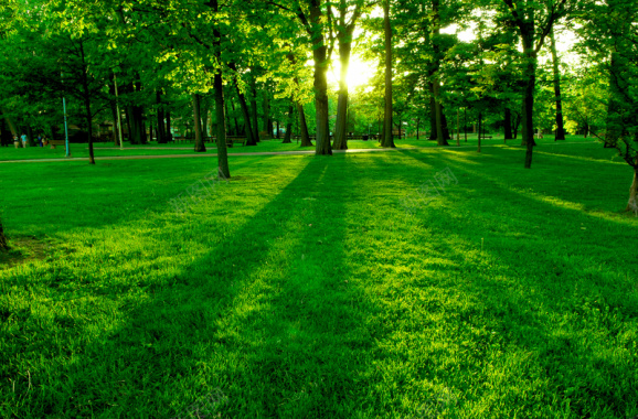 阳光下绿树成荫摄影图片