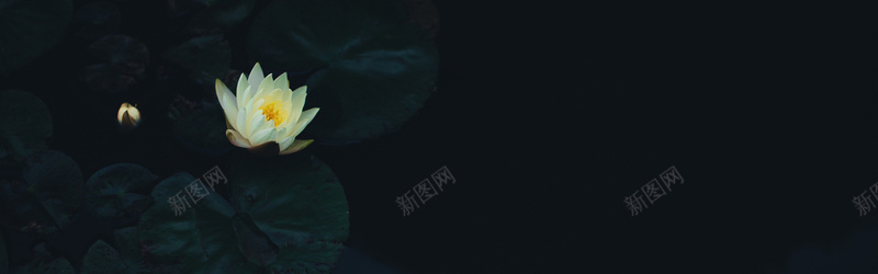 摄影黑夜里的白莲花背景摄影图片