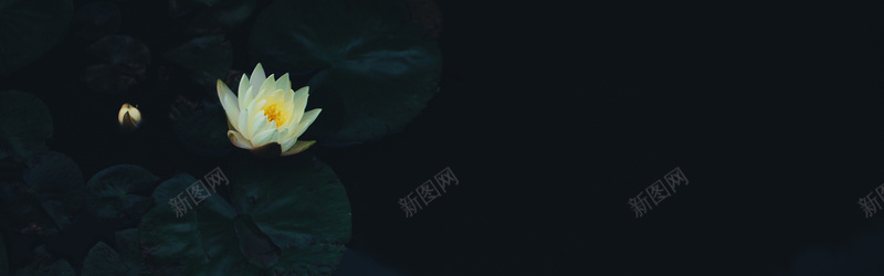 摄影黑夜里的白莲花背景jpg_新图网 https://ixintu.com 意境 摄影 海报banner 白莲花 背景 荷叶 风景 黑夜