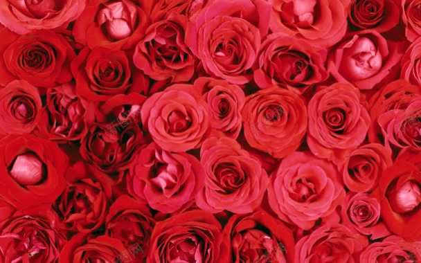 浪漫唯美红色玫瑰花背景