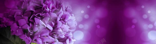 紫色花朵背景jpg设计背景_新图网 https://ixintu.com 女装 梦幻 海报设计 淘宝 紫色 花 连衣裙 首焦图