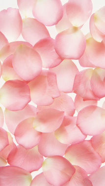 粉色花瓣平铺浪漫美妆H5背景摄影图片