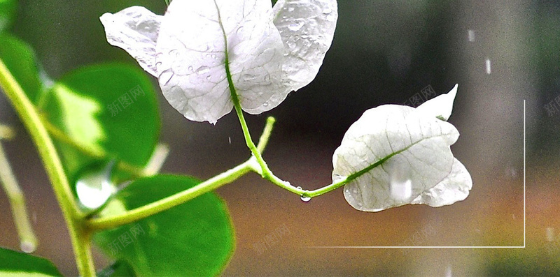 梅雨时节下雨天清新h5背景背景图片免费下载 素材0jvauqjkj 新图网