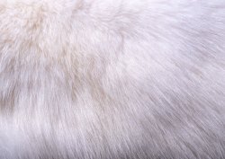 白色动物皮毛背景素材