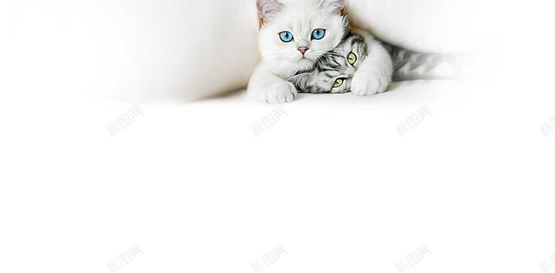 可爱猫咪动物jpg设计背景_新图网 https://ixintu.com 动物 可爱 小清新 文艺 猫咪 白色 简约 详情页海报