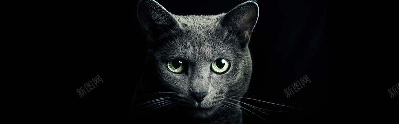 黑猫黑色摄影背景摄影图片