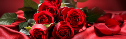 三八节横幅红色玫瑰背景高清图片