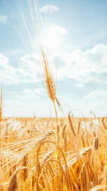 麦子H5背景背景