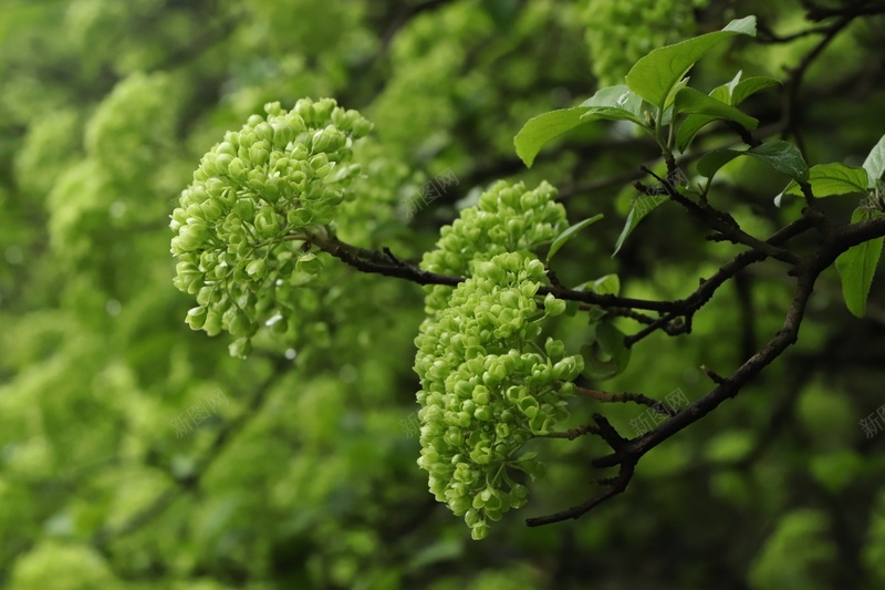 绿色的绣球三jpg设计背景_新图网 https://ixintu.com 构图 植物 绣球 绿色 风景