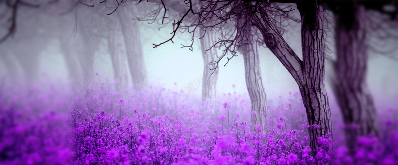 兰花psd_新图网 https://ixintu.com 兰花 摄影 树林 海报banner 紫色 蓝色 风景