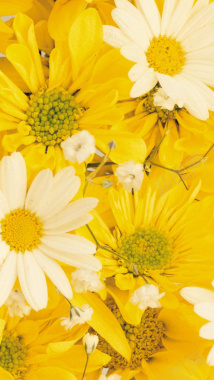 樱花花花瓣黄色花朵花瓣平铺H5背景摄影图片