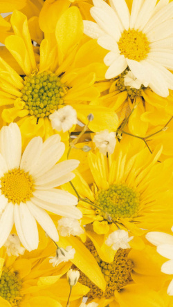 美妆免扣PNG图黄色花朵花瓣平铺H5背景高清图片