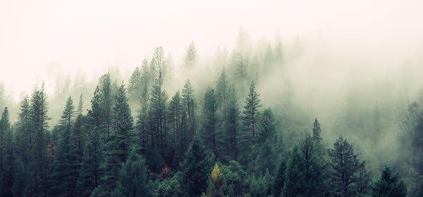 大雾中的森林jpg设计背景_新图网 https://ixintu.com 大树 大雾天气 森林 自然风光 雾