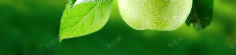 树上的新鲜青苹果背景jpg设计背景_新图网 https://ixintu.com 新鲜 树枝 绿色 青苹果 食品