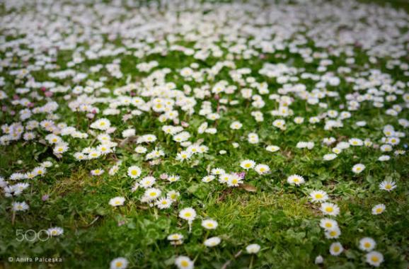 白色小花铺满草地背景